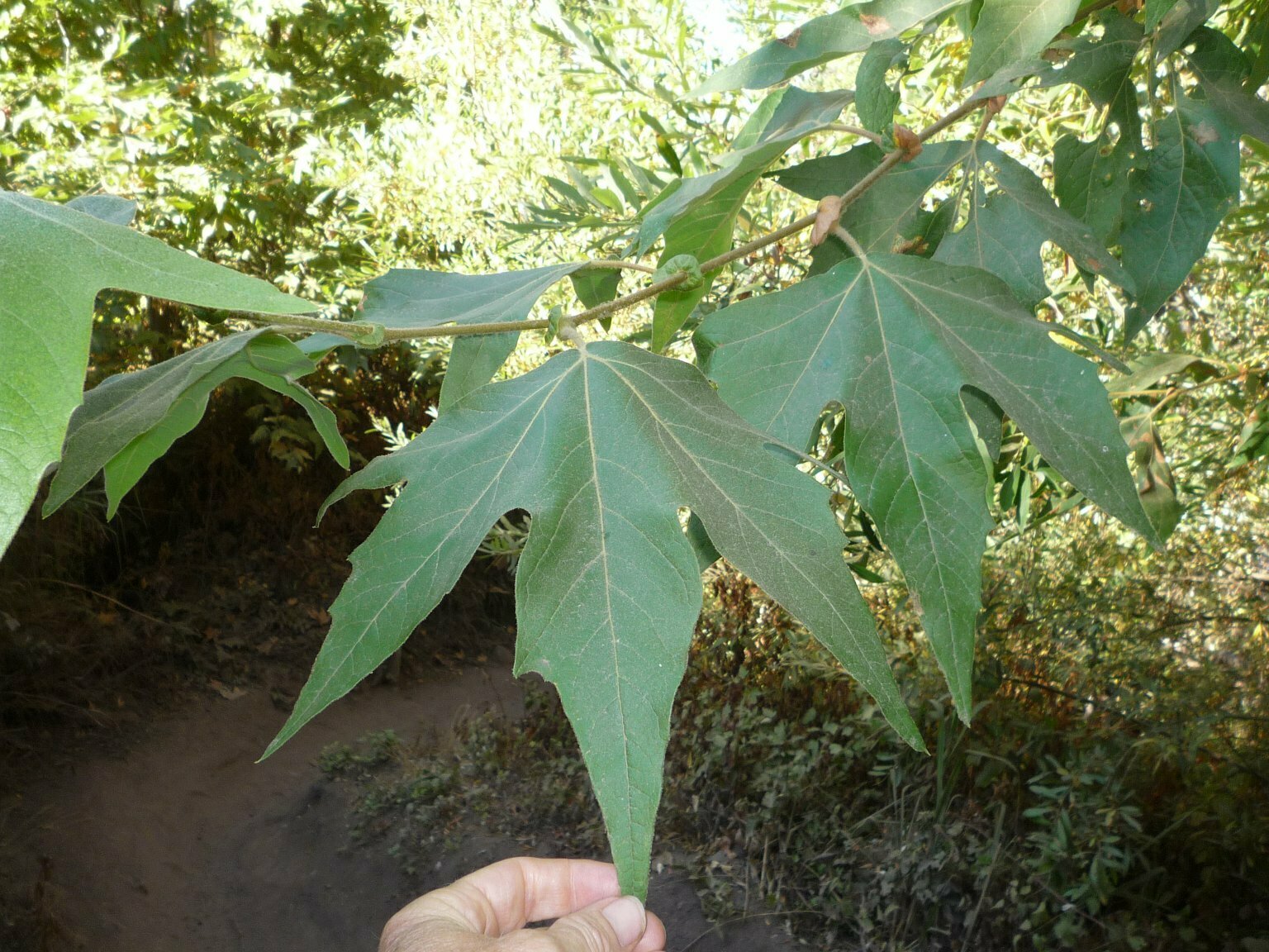 High Resolution Platanus racemosa Leaf